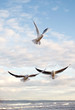 Three Seagulls in flight Three Seagulls in flight