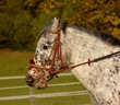 poney