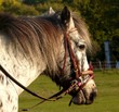 Poney