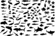 100 fish