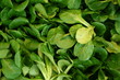 mâche mache salade bio