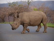 Breitmaulnashorn im Hluhluwe Nationalpark