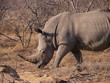Breitmaulnashorn bei der Pondoro Game Lodge