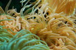 Photo: biotope marin biotope marin