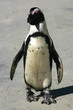 Pingouins du Cap - 3