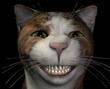 Grinsekatze