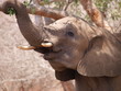 Elefant beim Fressen Elefant beim Fressen