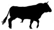 taureau de corrida sur fond blanc