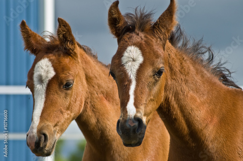 Photo: Two baby horses Two baby horses