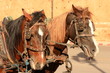 Attelage de chevaux