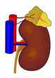 Adrenal Gland Diagram