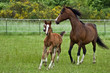 Photo: Galloping horses Galloping horses