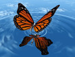 papillon sur l'eau