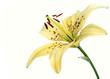 lily flower lily flower