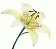 lily flower lily flower