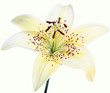 lily flower lily flower