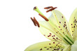 lily flower lily flower