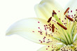 lily flower lily flower