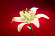 lily flower lily flower