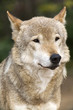 Close up Portrait Russian Siberian Wolf Close up Portrait Russian Siberian Wolf
