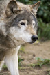 Close up Portrait Russian Siberian Wolf Close up Portrait Russian Siberian Wolf