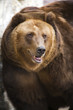 Brown Bear Brown Bear