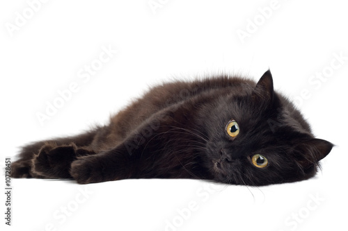Photo: black cat lying on white black cat lying on white