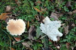 champignon