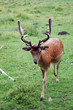 Hirsch Hirsch