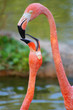 Tenderness of a flamingo