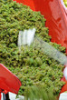 Harvesting Grapes for Wine