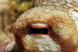 Oktopus Auge Oktopus Auge
