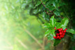 Holly Leafs