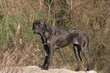 Le Cane Corso de profil Le Cane Corso de profil