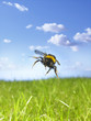 bumble bee