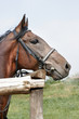 sideview of beautiful chestnut horse