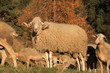 Mouton