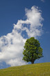 Ahornbaum im Sommer