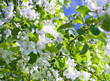 blossom apple tree.