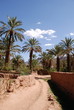 Palmeraie