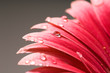 Gerbera closeup water drop