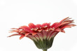 Gerbera