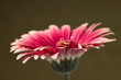 flower red