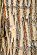 Tree bark