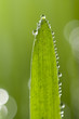 macro of wet leaf
