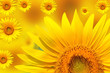 Focused Sunflower