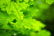 leaves