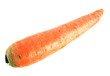 Carrot