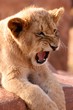 Big Scary King of Africa