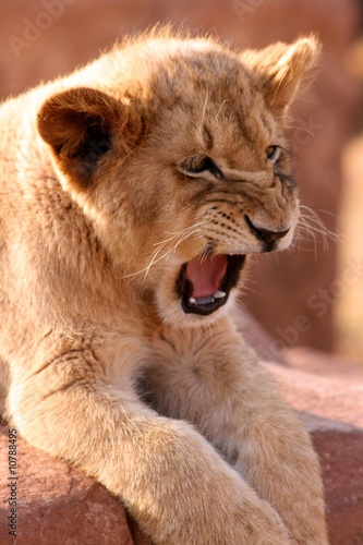 Big Scary King of Africa